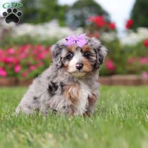 Jewel, Mini Bernedoodle Puppy